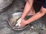 They Are Only Rats But Still A Cruel Way To Prepare Them
