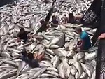 They Caught Some Fucking Fish
