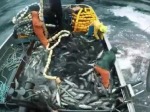 They Definitely Found The Fish Today
