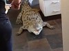 They Have A Pet Crocodile And It Lives Inside The House