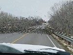 They'll Move! They'll Move!
