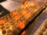 This Is How They Separate The Unfertilized Eggs
