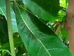 This Worm Has Amazing Camouflage
