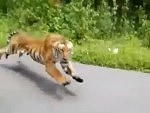 Tiger Goes After Motorbiker's
