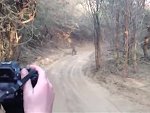 Tiger Is Definitely Hunting Tourists In Ranthambore National Park
