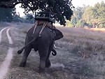 Tiger Makes An Elephant Piss
