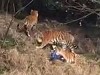 Tigers Devour A Tourist Who Went In Their Enclosure