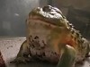 Toads Are Hungry Little Fuckers