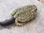 Toads Do Basically Human Sized Shits
