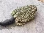 Toads Do Basically Human Sized Shits
