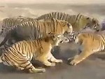 Tourists Cheer As Tigers Tear A Lamb Apart
