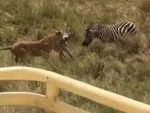 Tourists Get Front Row To A Lion Kill
