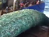 Trawler Pulling In An Incredible Haul Of Fish