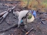 Tree Replanting After A Bush Fire
