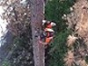 Treelopper Gently Brigs Down A Tall Timber