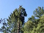 Treelopper Gets A Little Shaken
