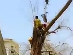 Treelopper Gets Absolutely Wrecked Poor Guy
