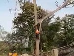 Treelopper Gets Fucking Smasssshed
