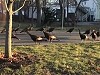 Turkeys Inexplicably Circling A Dead Cat