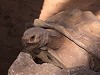 Turtle Is Cumming Like A Motherfucker