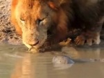 Turtle Isn't Afraid Of Lions
