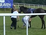 TV Reporter Manages To Stop A Spooked Horse
