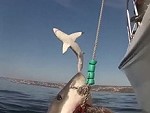 Two Great Whites Put On An Incredible Show For Fishermen
