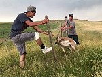 Unlucky Deer Got Caught In A Wire Fence
