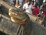 Villagers Relocate A Gigantic Crocodile
