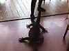 Waitress Drags A Huge Goanna Out Of A Restaurant In Australia