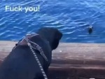 Water Doggo Meets Land Doggo
