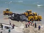 Whale Carcass Ungracefully Moved On The Beach
