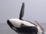 Whale Is Horny AF
