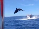 Whales Put On An Amazing Display
