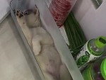 When It's Too Hot For Puppies
