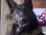 When You Live With An Ex Police Dog


