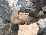 Workers Save A Trapped Fox
