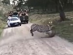 Zebra Proves It Is Possible To Fight Off A Lion
